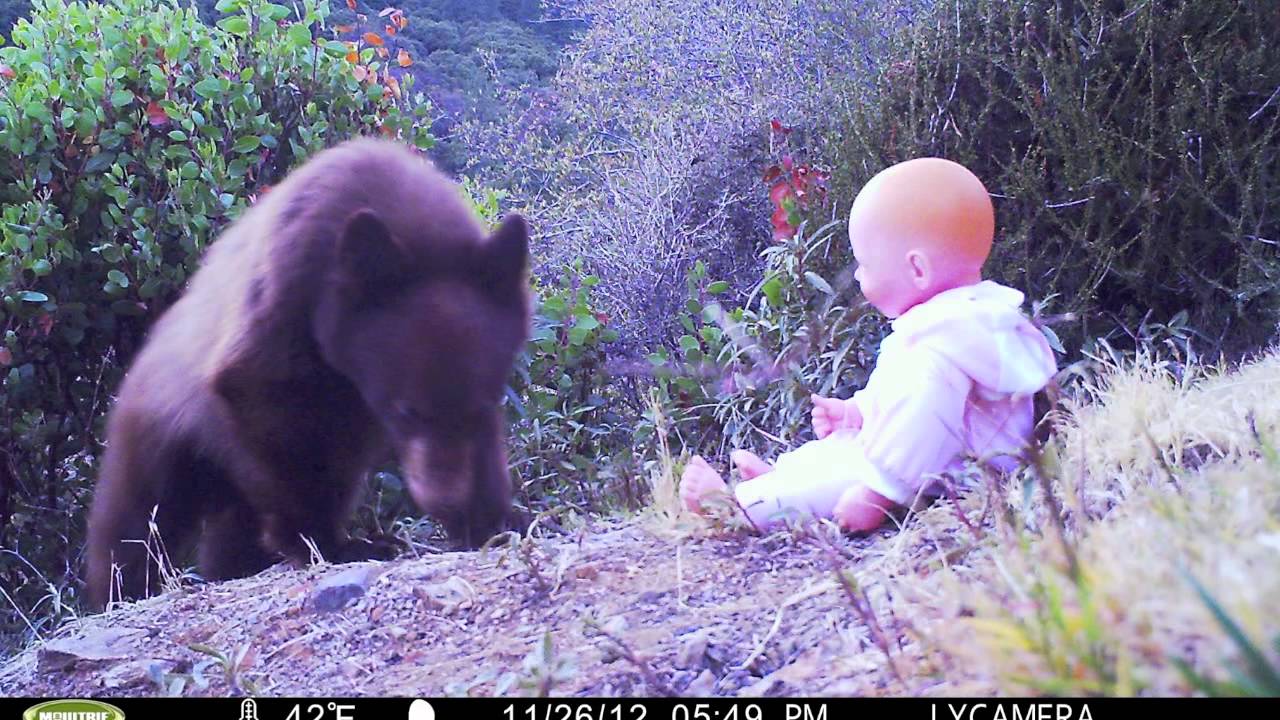 " Bear Eats Baby " YouTube