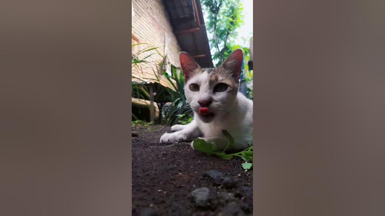 Cat Eats Catnip shorts YouTube cat-eats-catnip-shorts-youtube