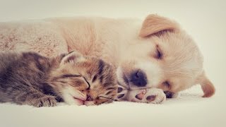 3 Horas Música Dormir Música Tranquila para 3 Horas Música Dormir Música Tranquila para