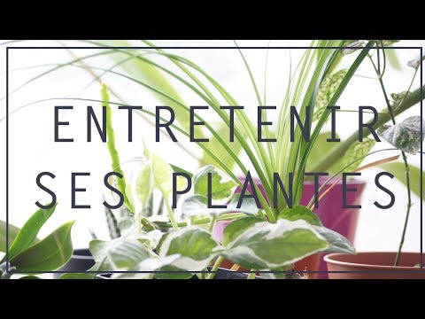 Vidéo: Comment utiliser des sacs de plantation pour la plantation : 15 étapes