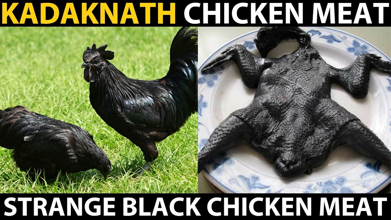 pic Kadaknath Chicken Meat Colour kadaknath chicken meat black chicken meat black chicken recipe awesome chicken dish cooking