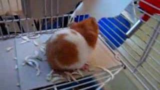 Scritchit Chewing the Twist #2