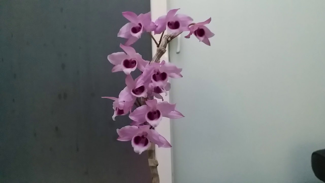 Den Supernestor 18 5 14 五月花 Youtube