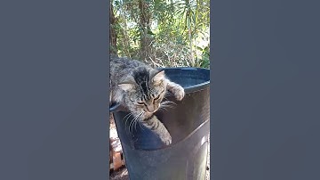 😻 Balancing act 