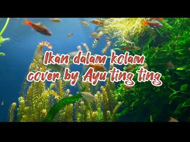 Ikan Dalam Kolam - Ayu ting ting ( Lirik ) class=