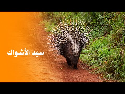 النيص سيد الأشواك وصوت الدفاع الصامت
