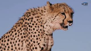 Amazing Wildlife Africa | Animal Planet | Wildlife Film Music Calming