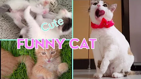 Video 11817591: cats compilation cute funny
