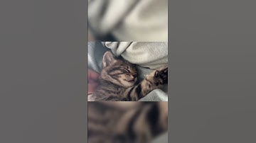 Very sleepy kitty doesn’t want to wake up 😣 #cat #catshorts #kitten #funny #cute #catvideos #pets