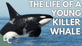 A Glimpse into the World of a Young Killer Whale | Killer Whales | Documentary Central