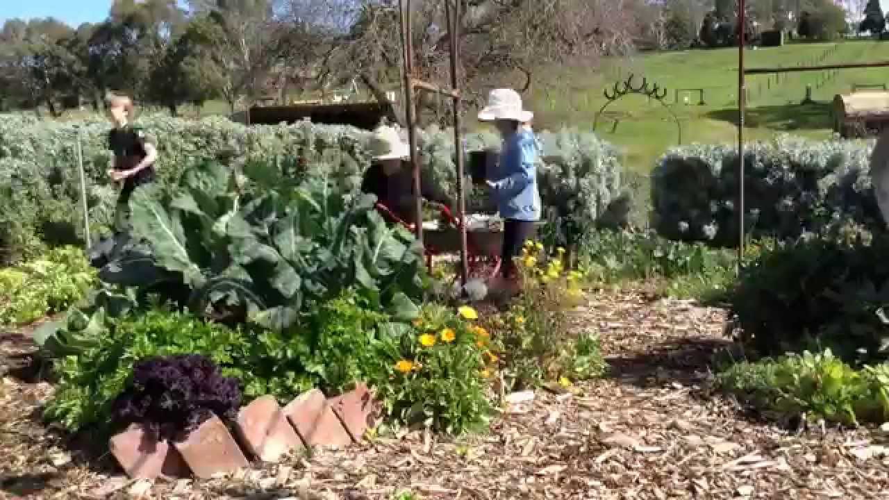 Sophie's Patch Gardening with my children YouTube