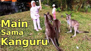 Kasih Makan Kanguru, Bermain bersama Kanguru di Australiana Zone - Taman Safari 2 Prigen