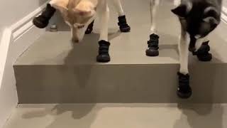 Собаки учатся ходить в ботинках