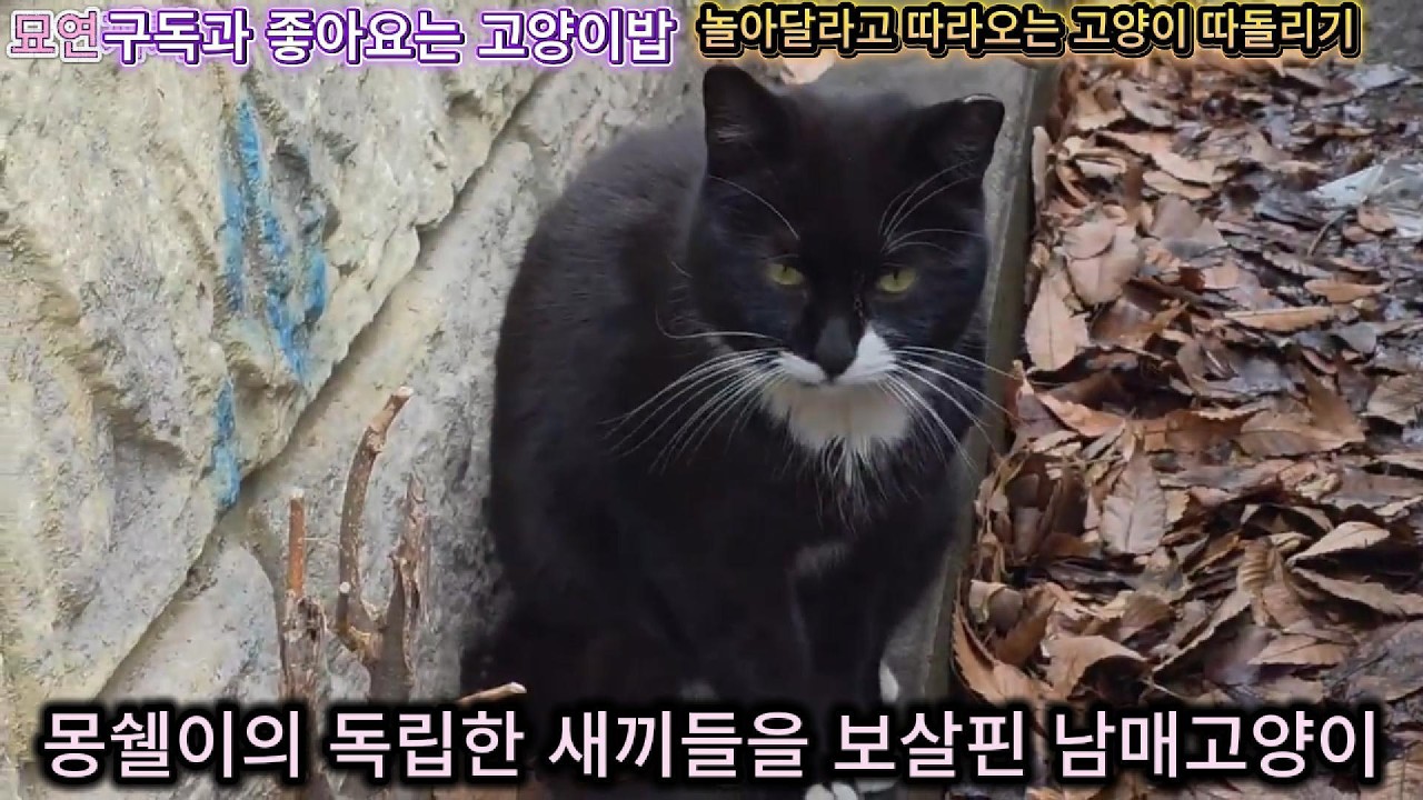 놀아달라고 따라오는 고양이 따돌리기