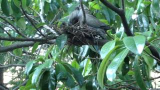 Gugutka hrani mlade (Turtle Dove feeding its youngs)