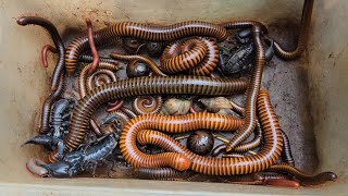 Hardly Exploring, Catching Various Millipede Amount At Mountain With Deadly Scorpions 🦂 