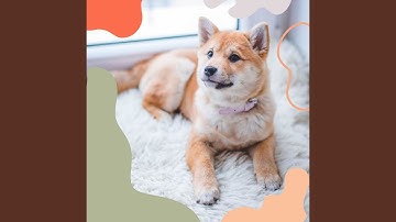 Pulsating Moods for Chill Dogs