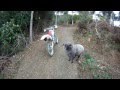 Angry ram attacks motorcyclist full version - no music, original speed.