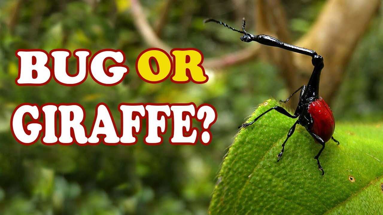 Giraffe Weevil🐞| The Insect with a Crazy Long Neck! - YouTube