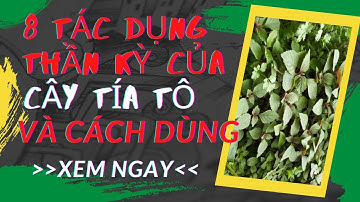 8 tác dụng thần kỳ của cây Tía Tô và một số bài thuốc hay từ cây Tía Tô