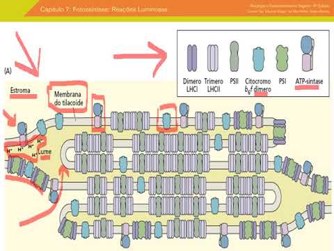 Fotossíntese I - Reações Luminosas 4ª Parte