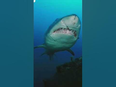 акула 🦈 - YouTube