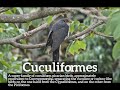 How to Say Cuculiformes in English? | What are Cuculiformes? | How Do Cuculiformes Look?