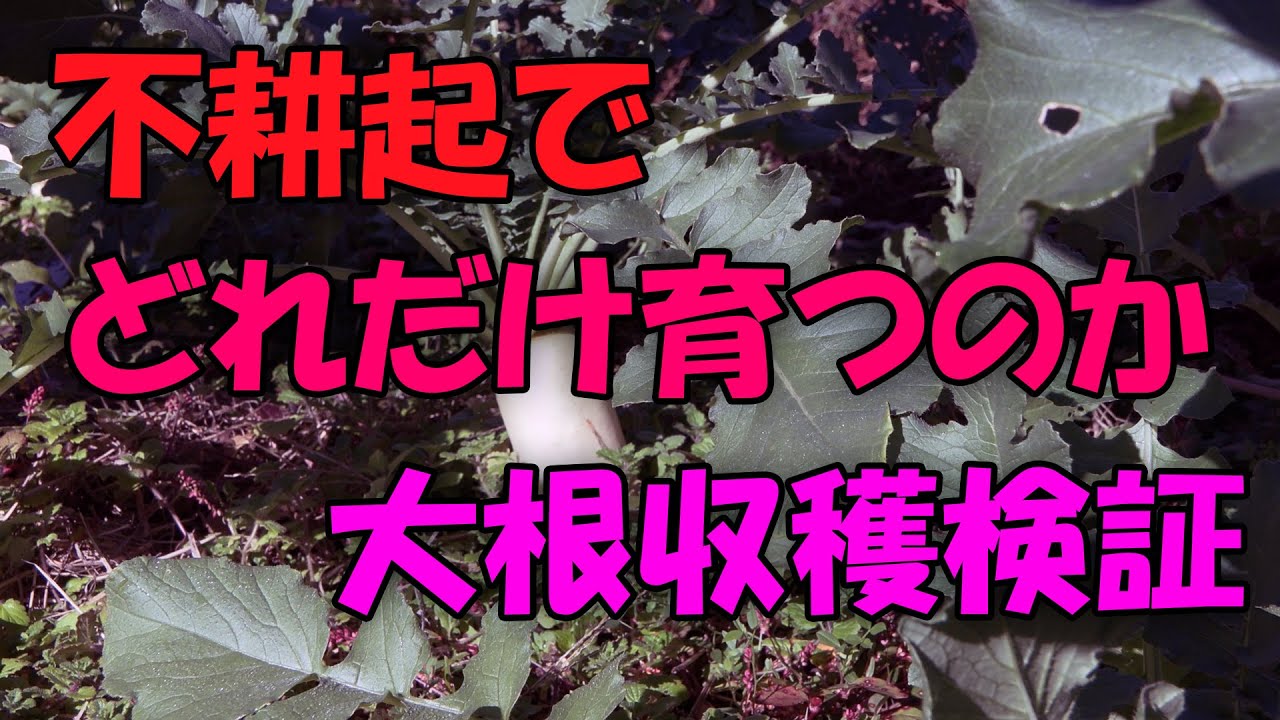 ヤスダ屋 35キロ 不耕起栽培大根 大根】不耕起でどれだけ育つのか 収穫検証 - YouTube