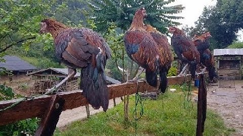 Ncig saib qaib qus pom 1 coob heev