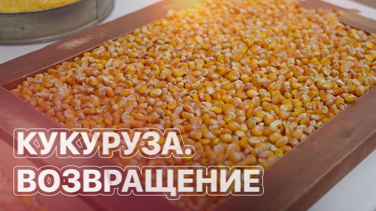 Мировой рынок превращает кукурузу в самую рентабельную культуру. ЗЕМЛЕХОД