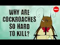 Why are cockroaches so hard to kill  ameya gondhalekar