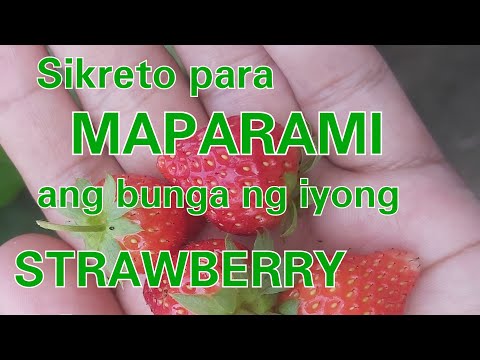 Video: Sundin Ang Mga Madaling Hakbang Na Ito At Alamin Kung Paano Palaguin Ang Mga Strawberry Sa Kaldero