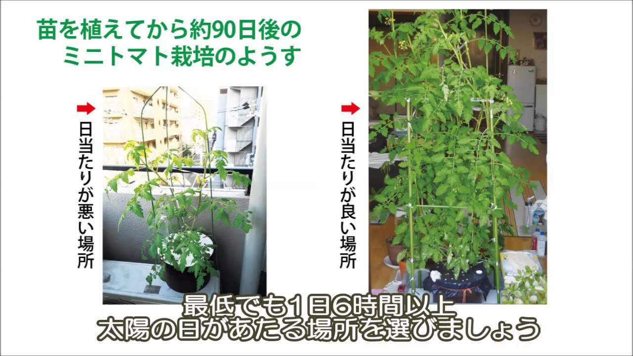 ホームハイポニカぷくぷく おきばしょについて Youtube