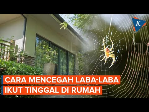 Video: Bisakah jaring laba-laba menghantarkan listrik?