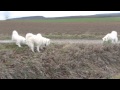 7 Samoyeds running around (2. Video)