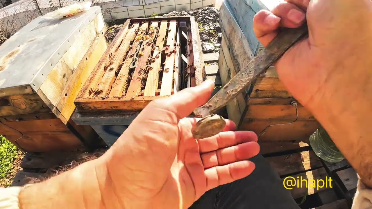 ARI BAKIMI YAPTIM - 19.01.2025 #keşfet #bee #green #animals #honey #nature #dji