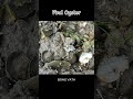 Oyster A lot After The Sea Low Tide #oysters #usa #100kviews #fyp #viral #tiktok #ur #uk #us