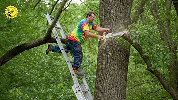 Dwazen met kettingzagen: Rampen met ladders bij het omhakken van bomen en chaos met daken die wor...