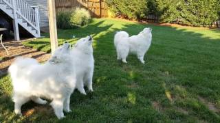 Singing Samoyeds. A true Barbershop Quartet. Biscotti joins in!