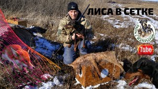 Охота с ягдтерьером, лиса в сетке. Fox Hunt with Jagdterrier