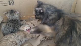 Rescue Feral Kittens Are Hissing Mother Cat Beating Them And Telling Them She Is The Boss