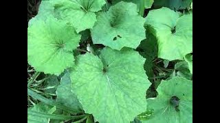 Herb of the Week: Coltsfoot