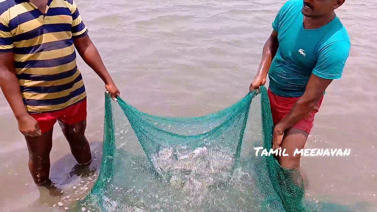 Awesome Traditional Net Fishing Video! Amazing Fish Hunting! From tamilnadu  fisherman 