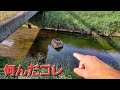 なにげない田舎の川が緊急事態です。沢山の生物が・・・