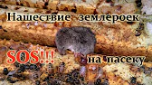 Белорусское Пчеловодство Bee&Ivtodi