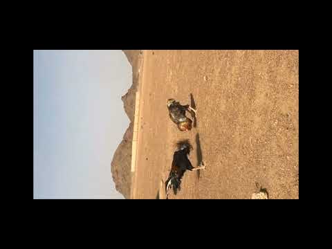 عراك اديوجه اهراتيه