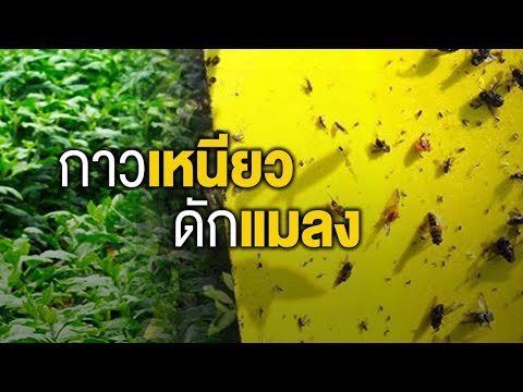 วีดีโอ: วิธีทำแมลงวันเหนียว