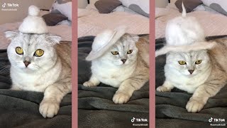 How To Style Your Cat  😸 For Free by CutieCats 31 views 3 years ago 22 seconds
