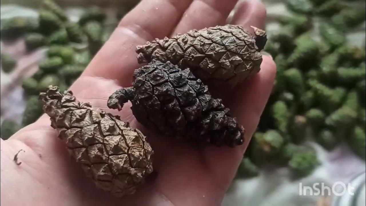 4 СПОСОБА КАК ЗАГОТОВИТЬ ЗЕЛЁНЫЕ ШИШКИ//ВАРЕНЬЕ ИЗ СОСНОВЫХ ШИШЕК ...