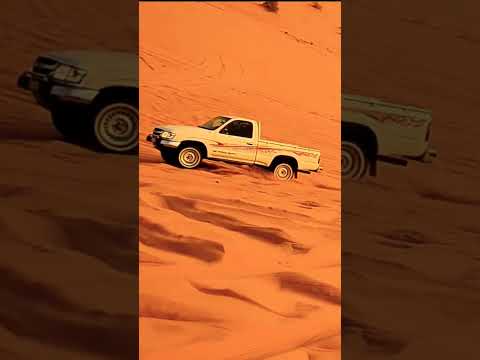 اسود المدينه السيد الجنتيلي اغاني بدويه البصيلي الجنتل